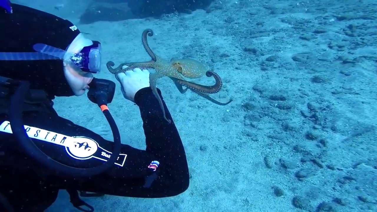pulpos bajo el agua una experiencia submarina fascinante
