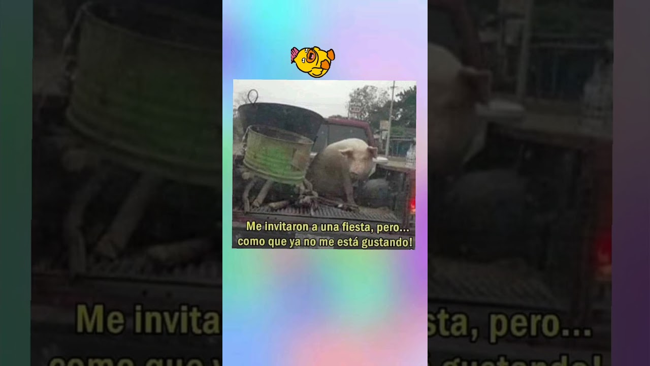 risas una experiencia llena de alegria y diversion