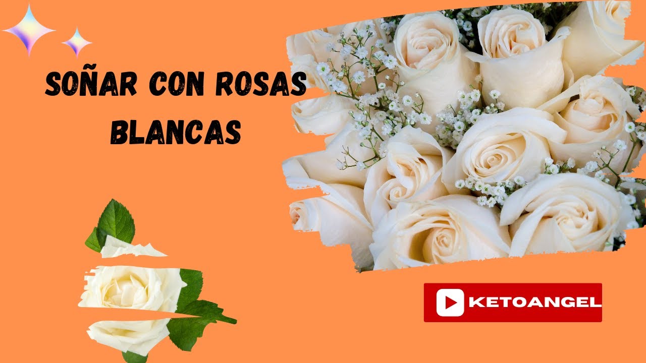 rosas blancas un sueno de pureza y serenidad