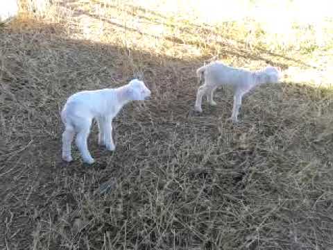 tiernas ovejas blancas bebes