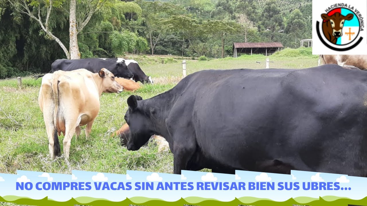 ubres de vaca cual es su significado