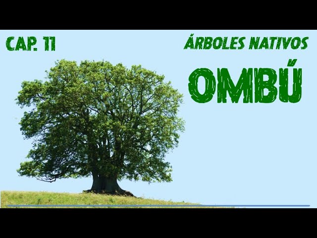 un arbol de ombu