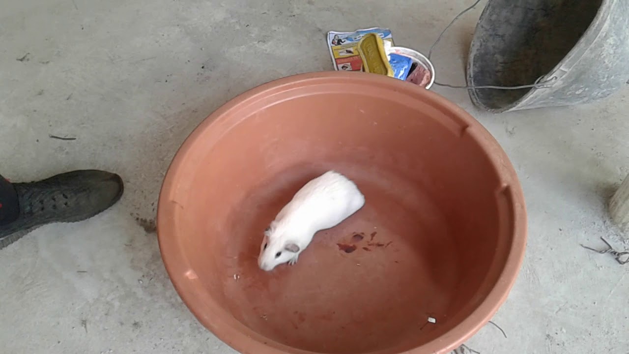un cuy blanco