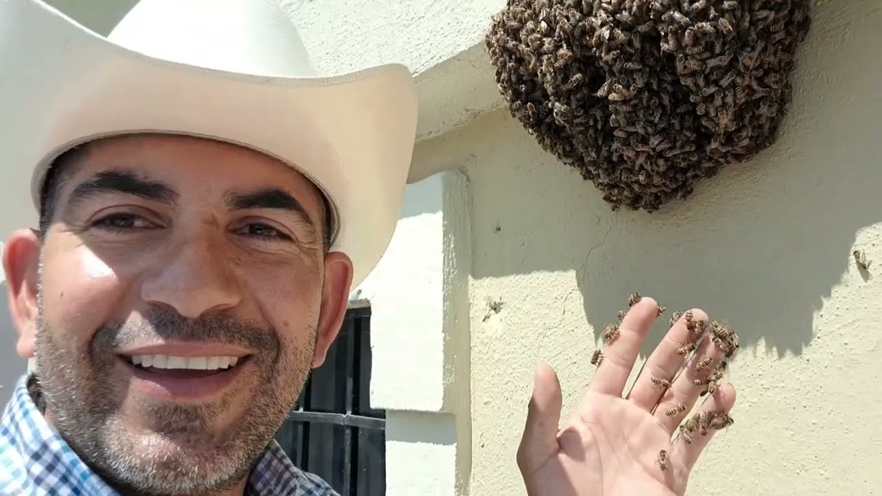 un enjambre de abejas