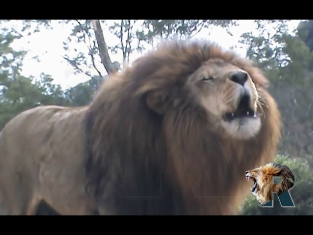un leon majestuoso