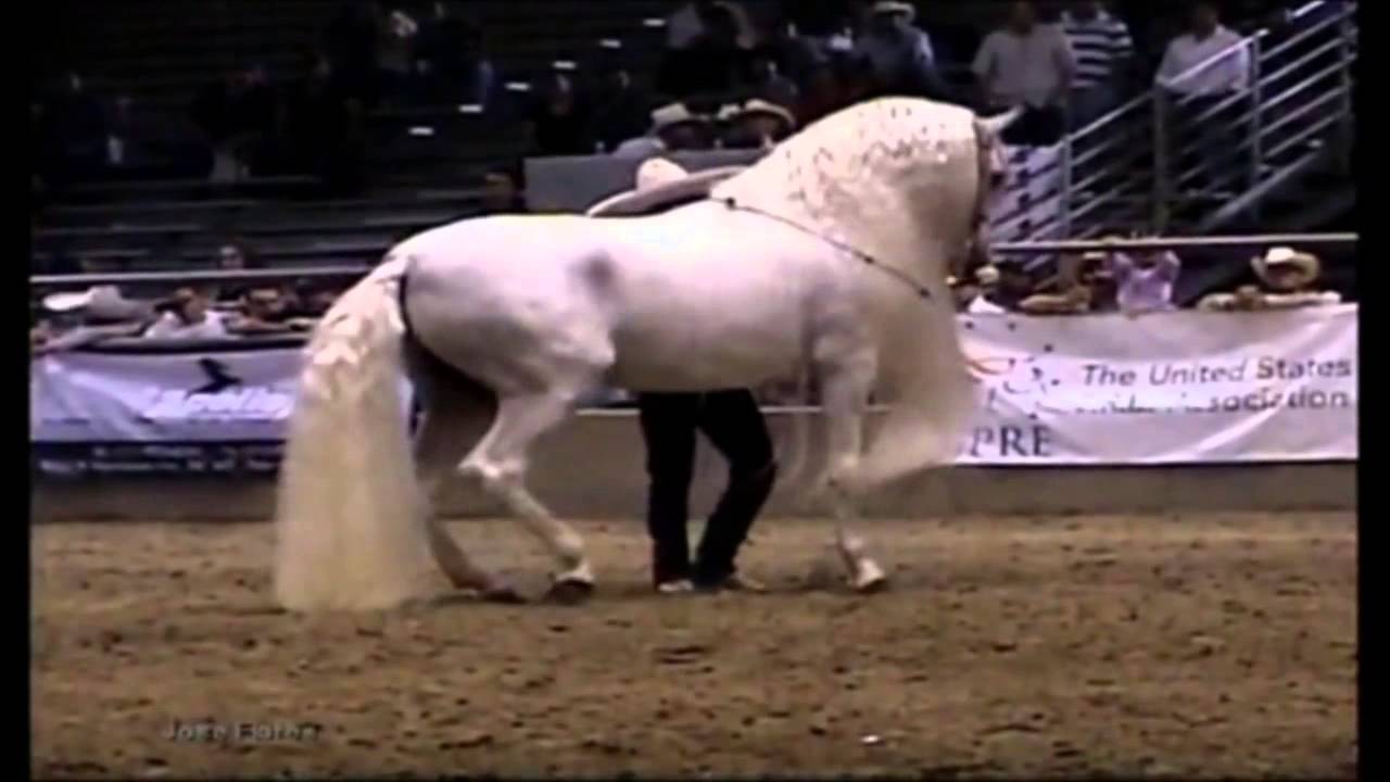 un majestuoso caballo blanco