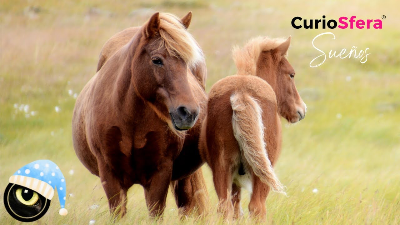 una yegua y su cria significado y simbolismo