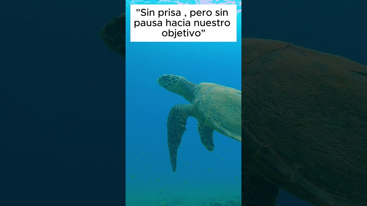 11 tortugas el mensaje de la paciencia y la longevidad