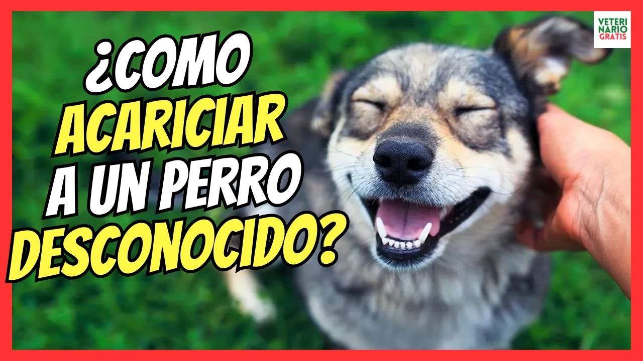 acariciar un perro una experiencia de conexion y carino
