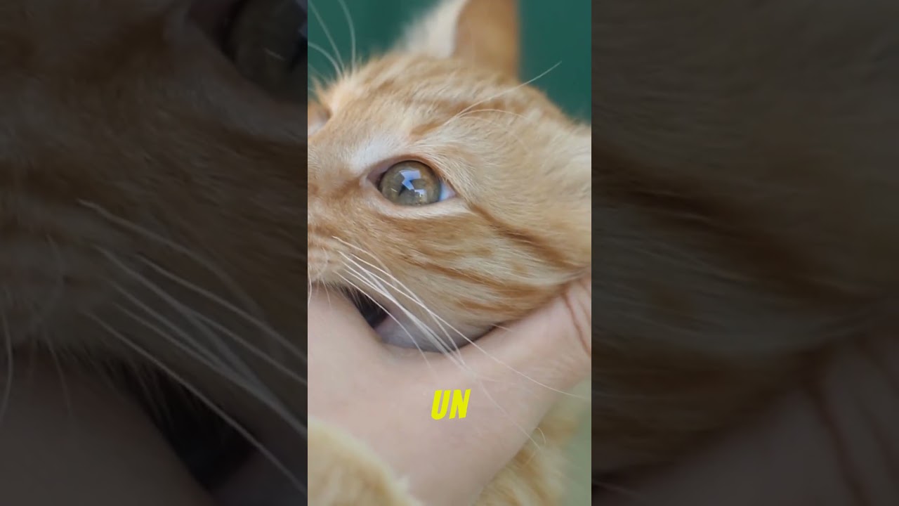 adoptar un gato una experiencia llena de amor y responsabilidad