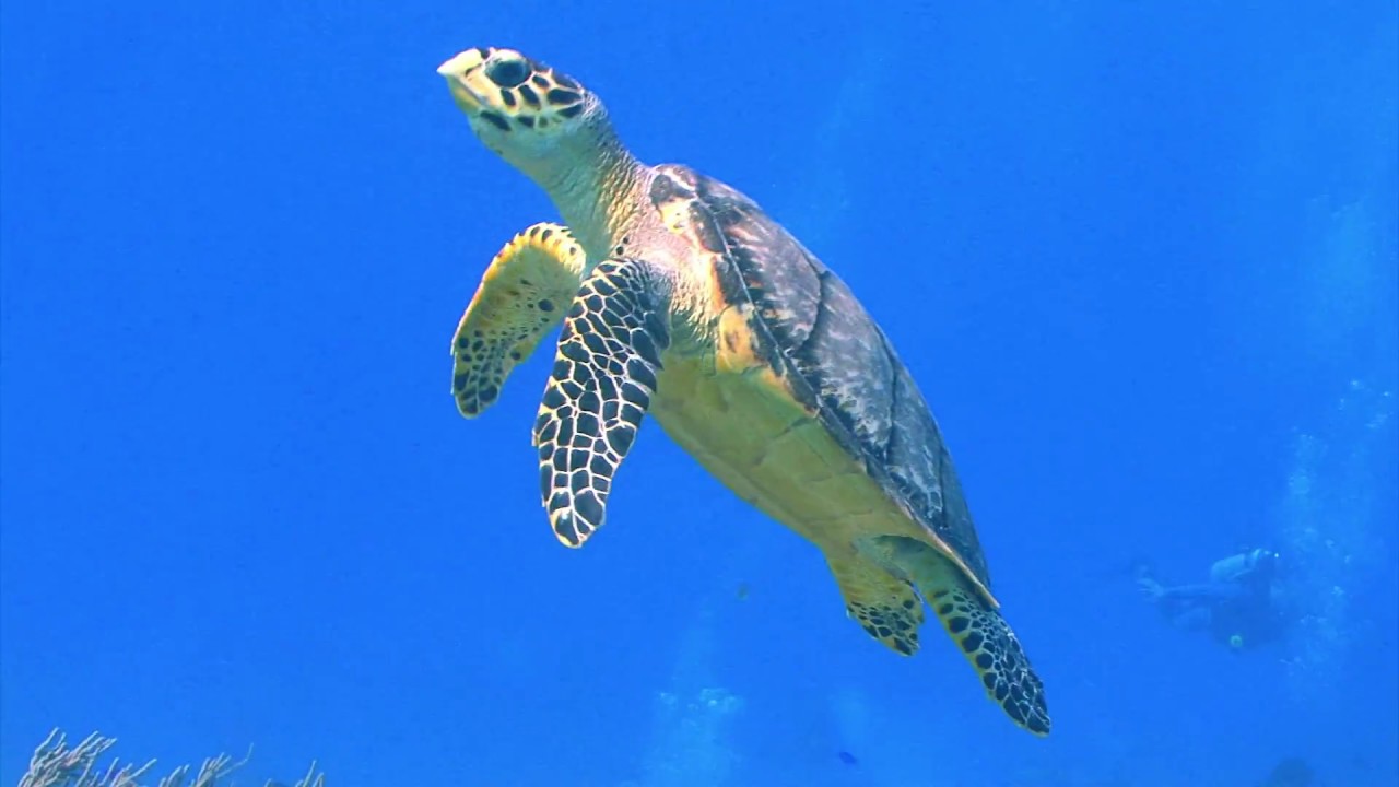 animales bajo el agua una experiencia magica y enigmatica