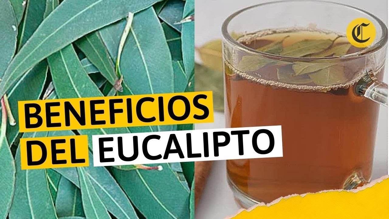 el aroma del eucalipto 2