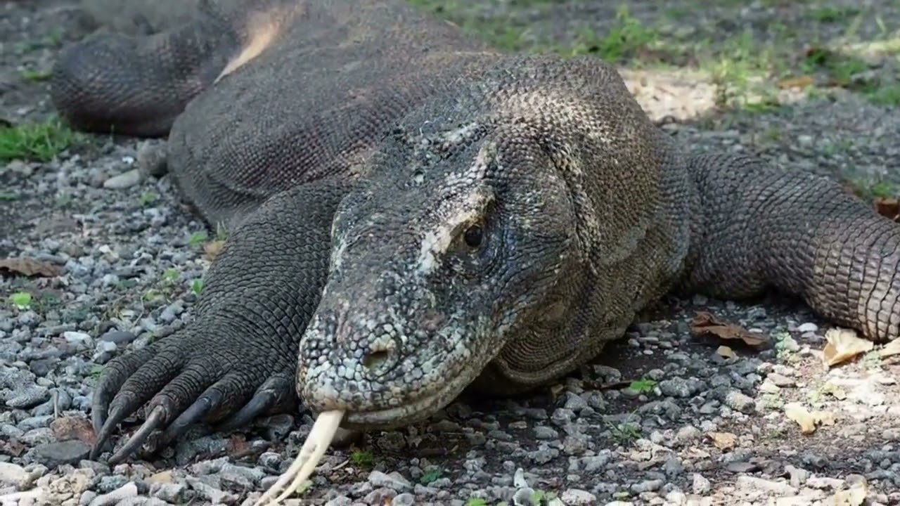 el temible dragon de komodo