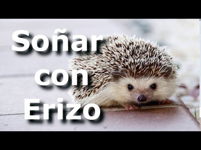 erizos que significa este sueno y cual es su interpretacion
