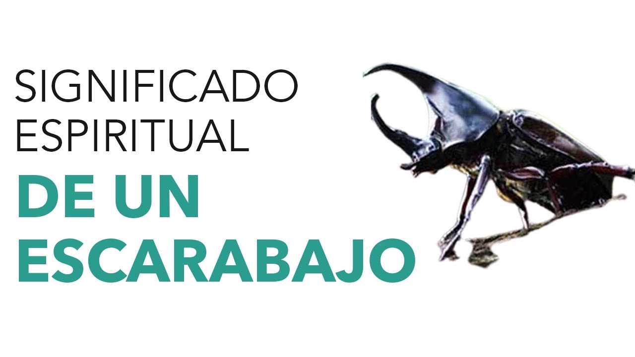 escarabajos segun la biblia significados y simbolismo