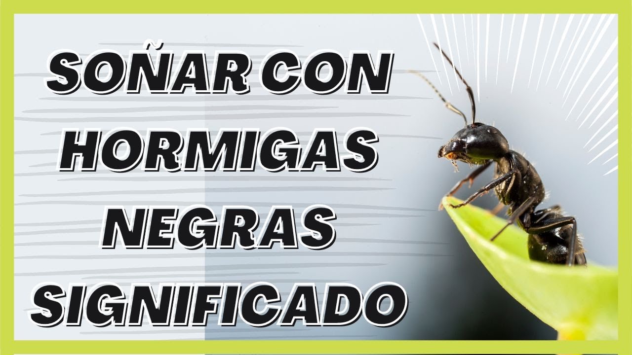 hormigas negras y matarlas que significa este sueno