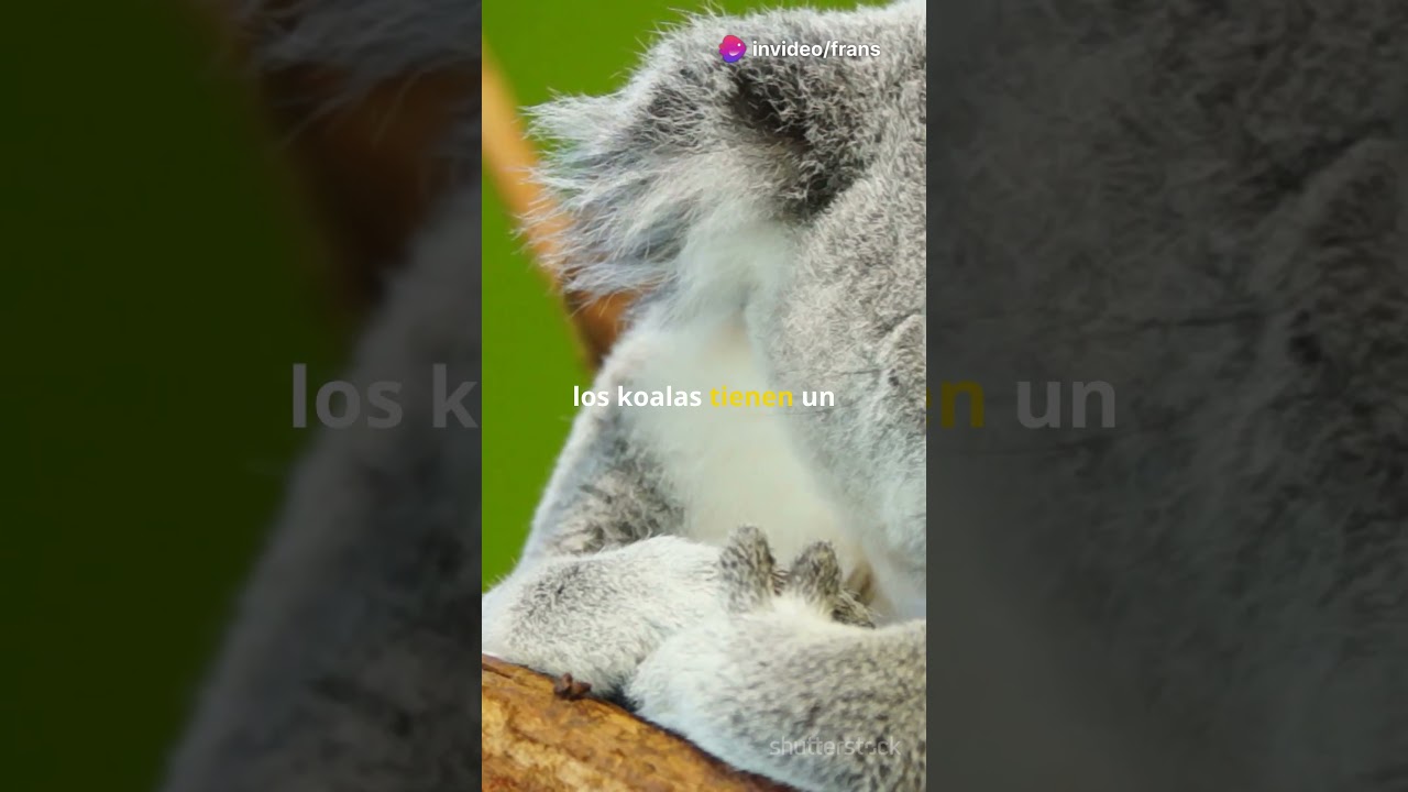 koalas blancos una experiencia onirica unica y magica