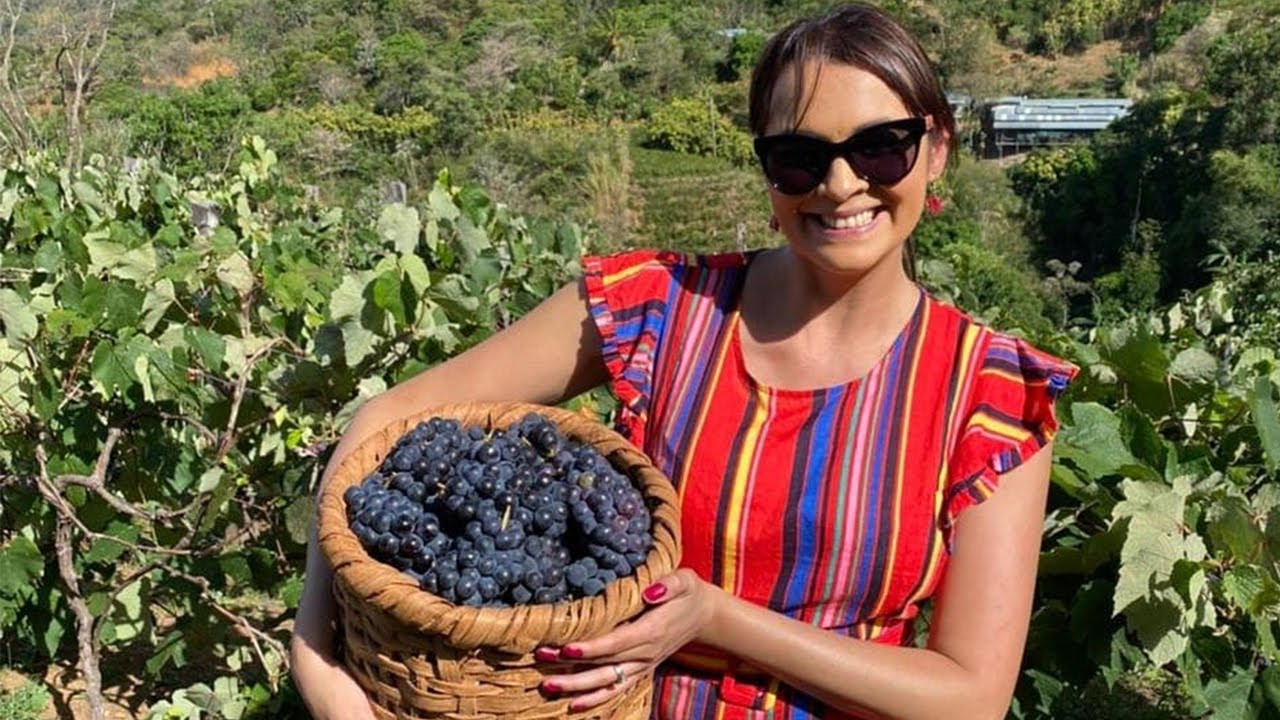 la belleza de los vinedos de uvas verdes