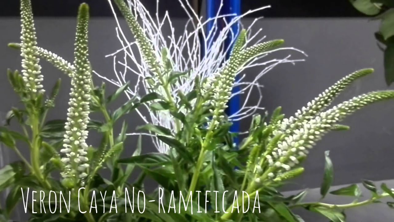 la pureza de las flores blancas