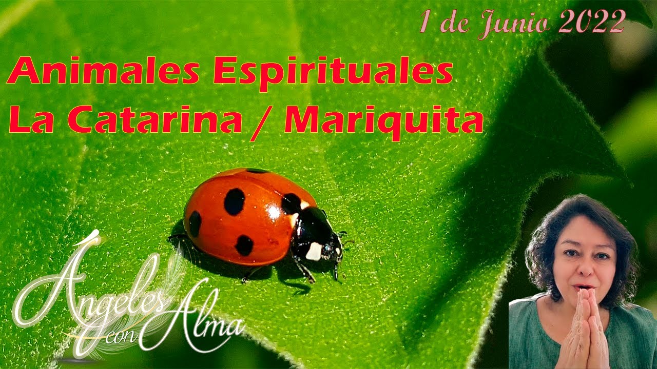 mariquitas que significado tiene este sueno