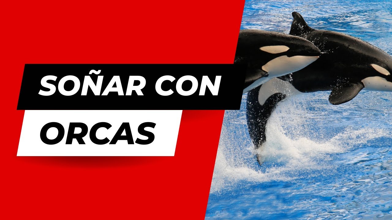 orcas descubre el significado de tus suenos acuaticos