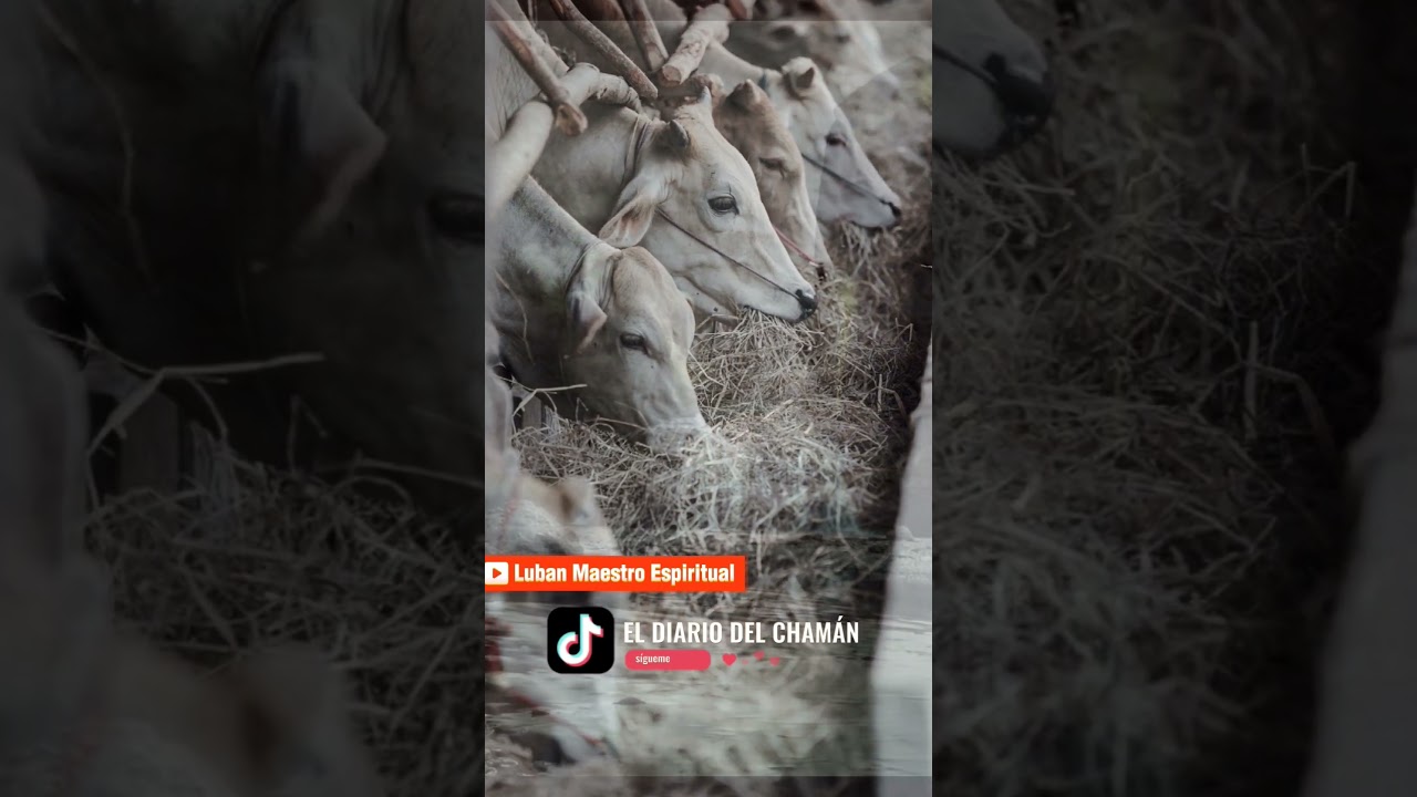 ovejas y vacas un sueno de abundancia y prosperidad