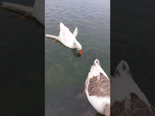 patos bajo el agua una experiencia surrealista 2
