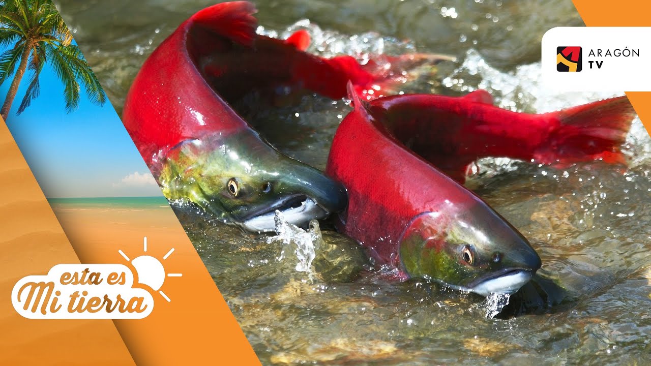 peces nadando contra la corriente una senal de superacion y perseverancia