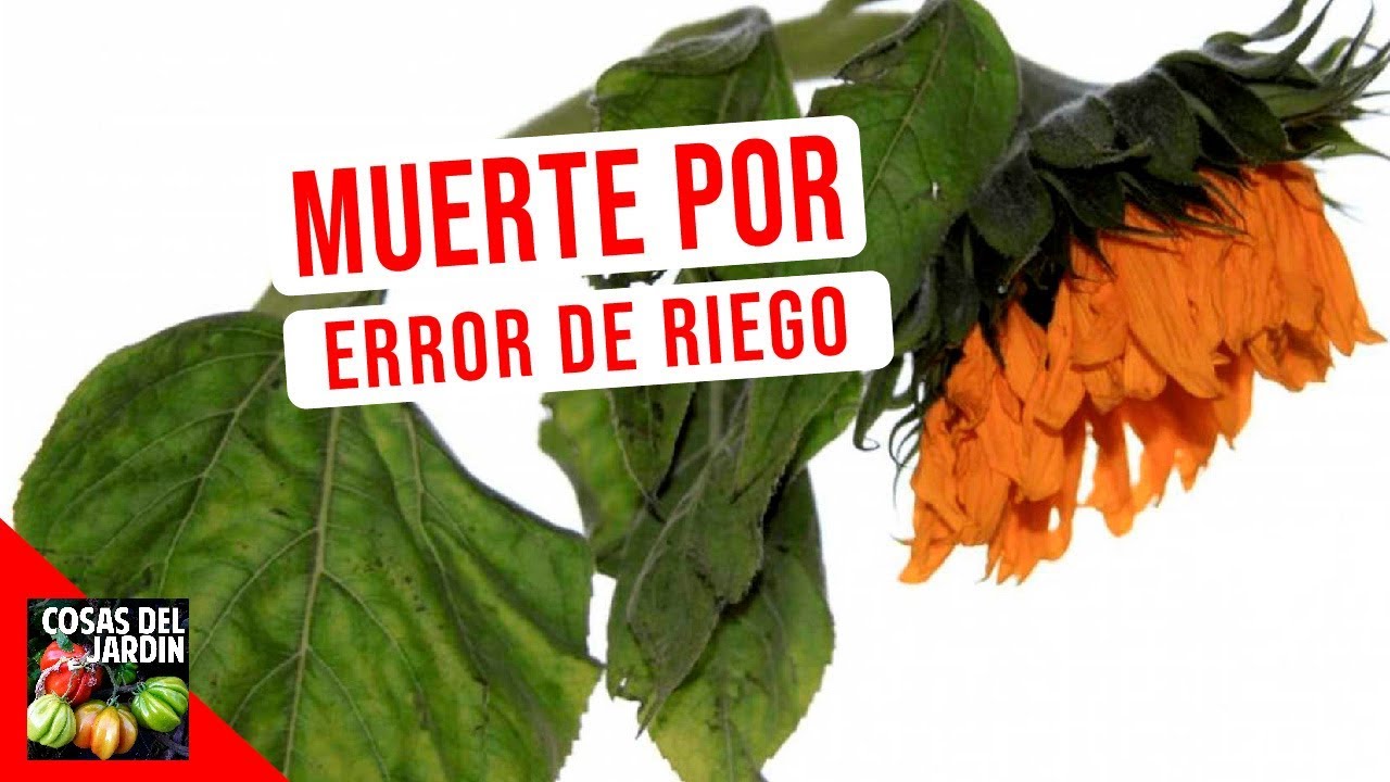 regar las plantas