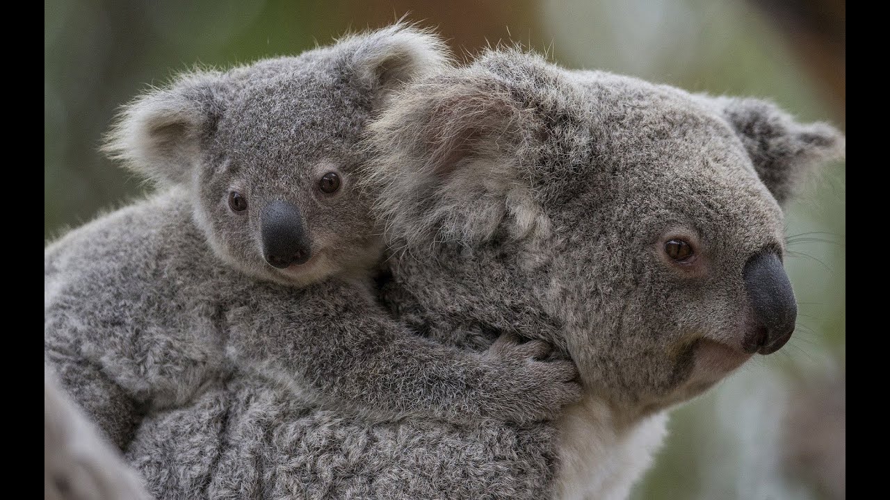 un adorable koala gris