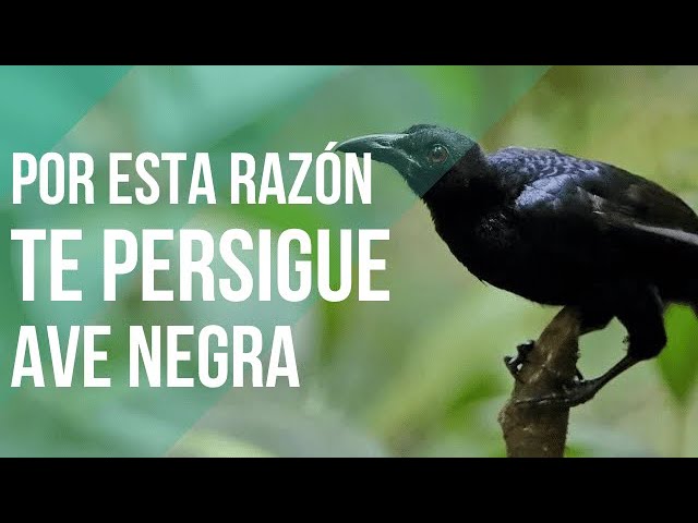 un ave negra que me ataca que significa este sueno