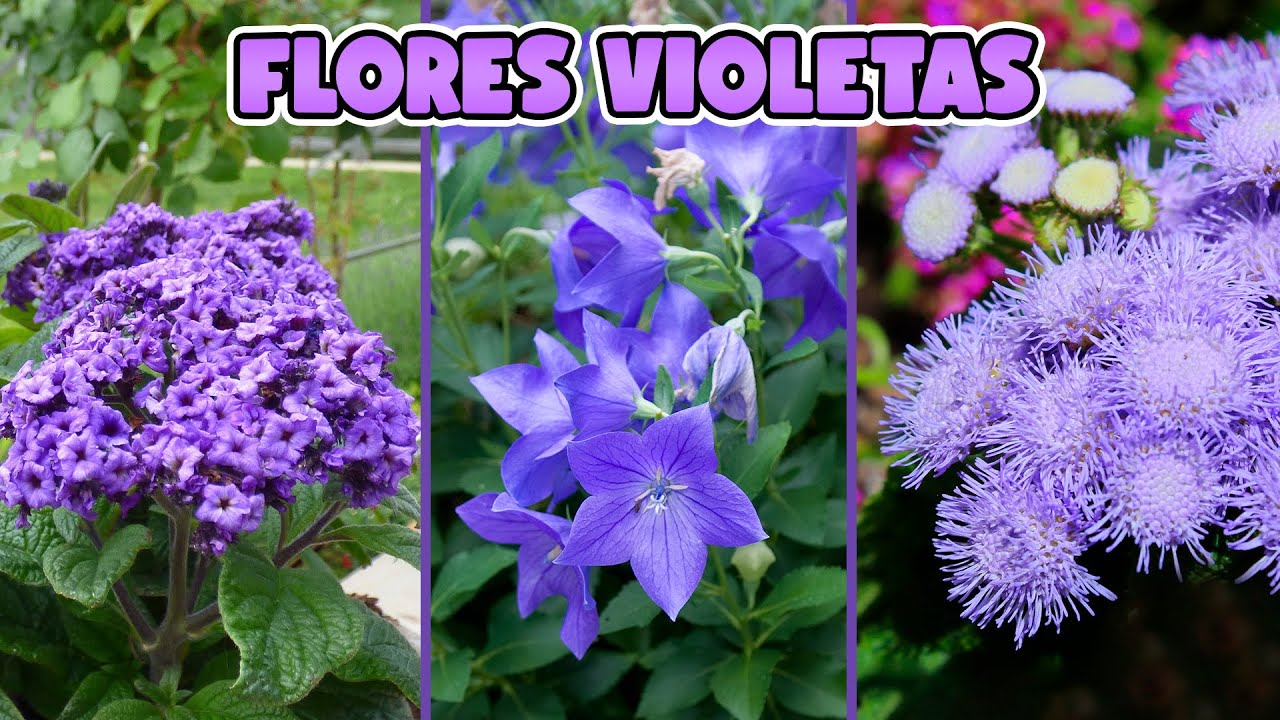 un jardin de flores moradas