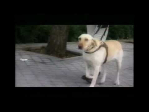 un perro guia