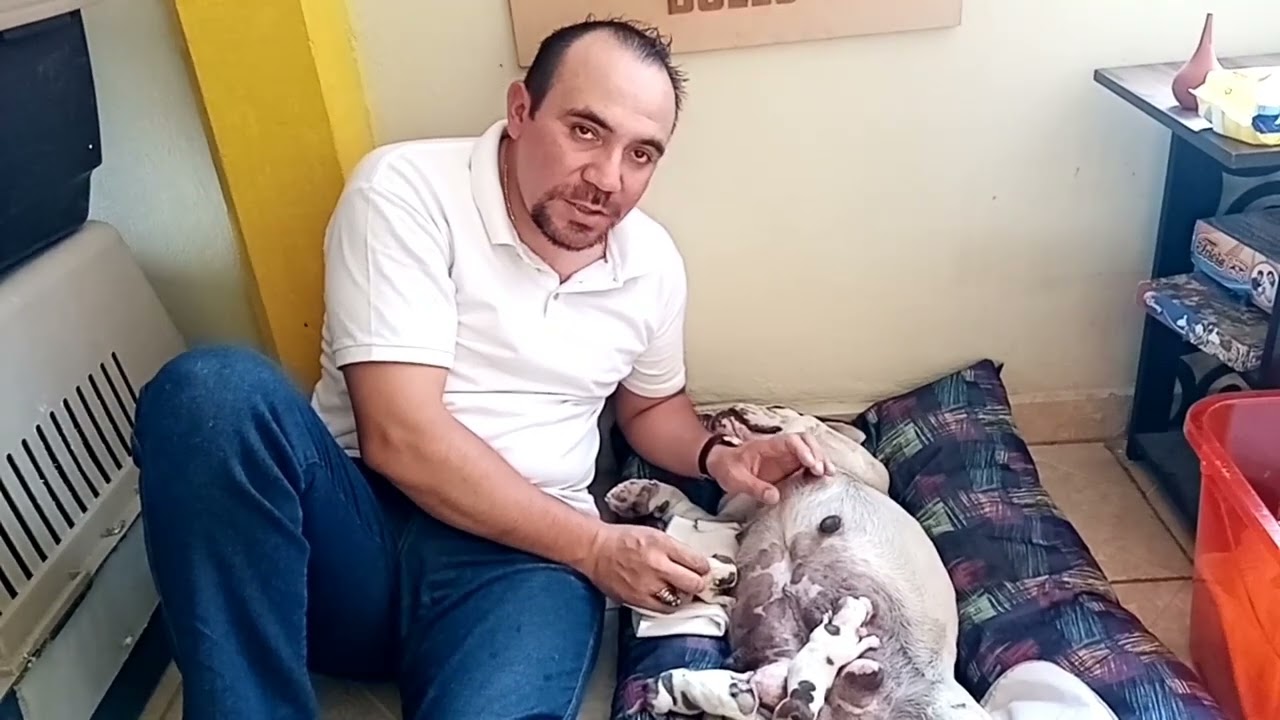 una camada de 15 perros recien nacidos