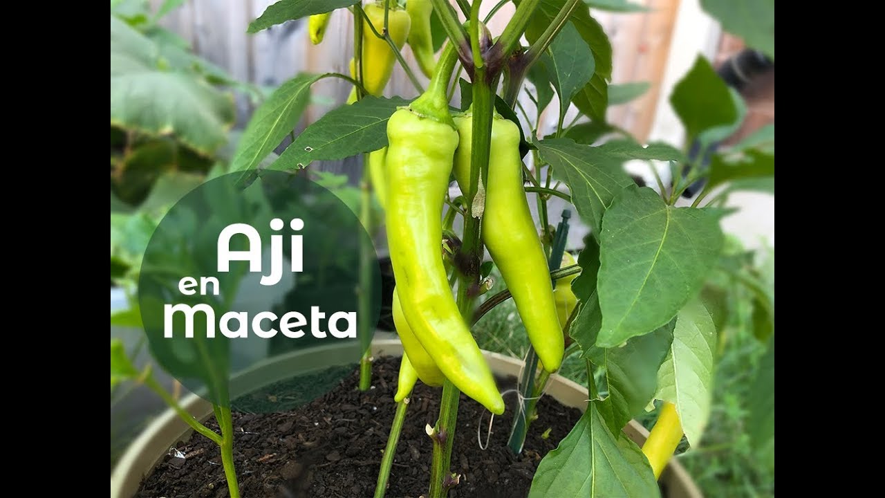 una planta de aji verde